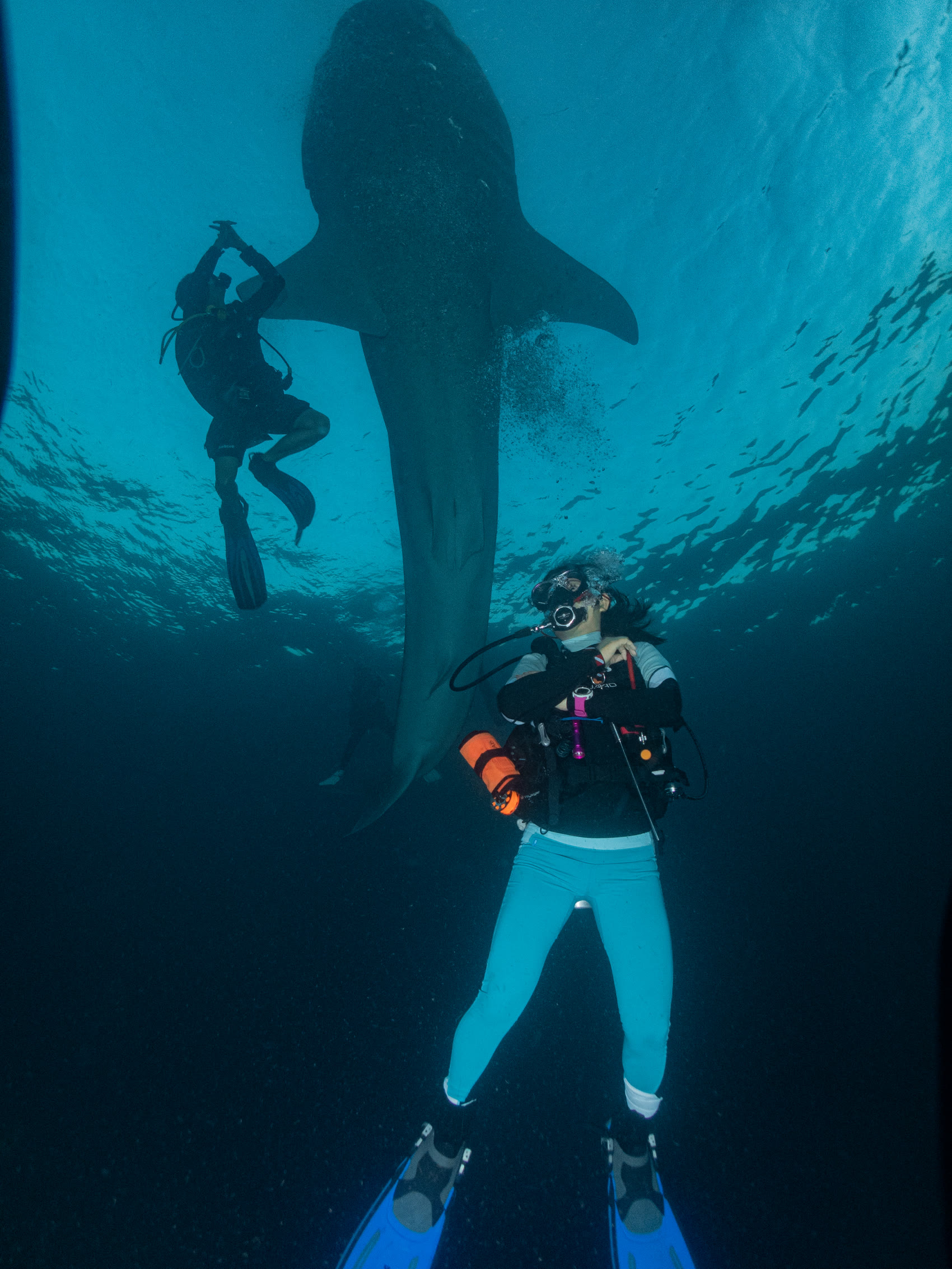 Diver swimming beside a whale shark