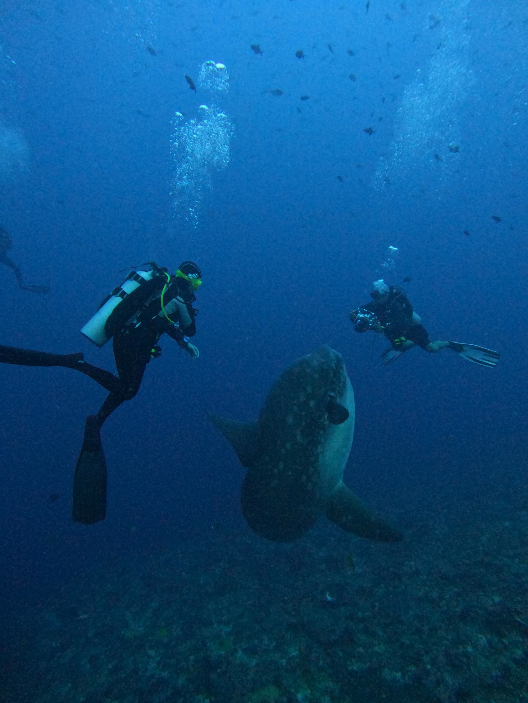 Divers with an ocean sunfish (mola)