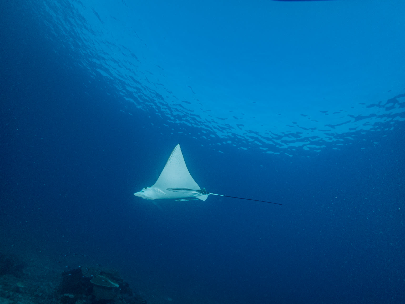 Eagle ray gliding over the reef