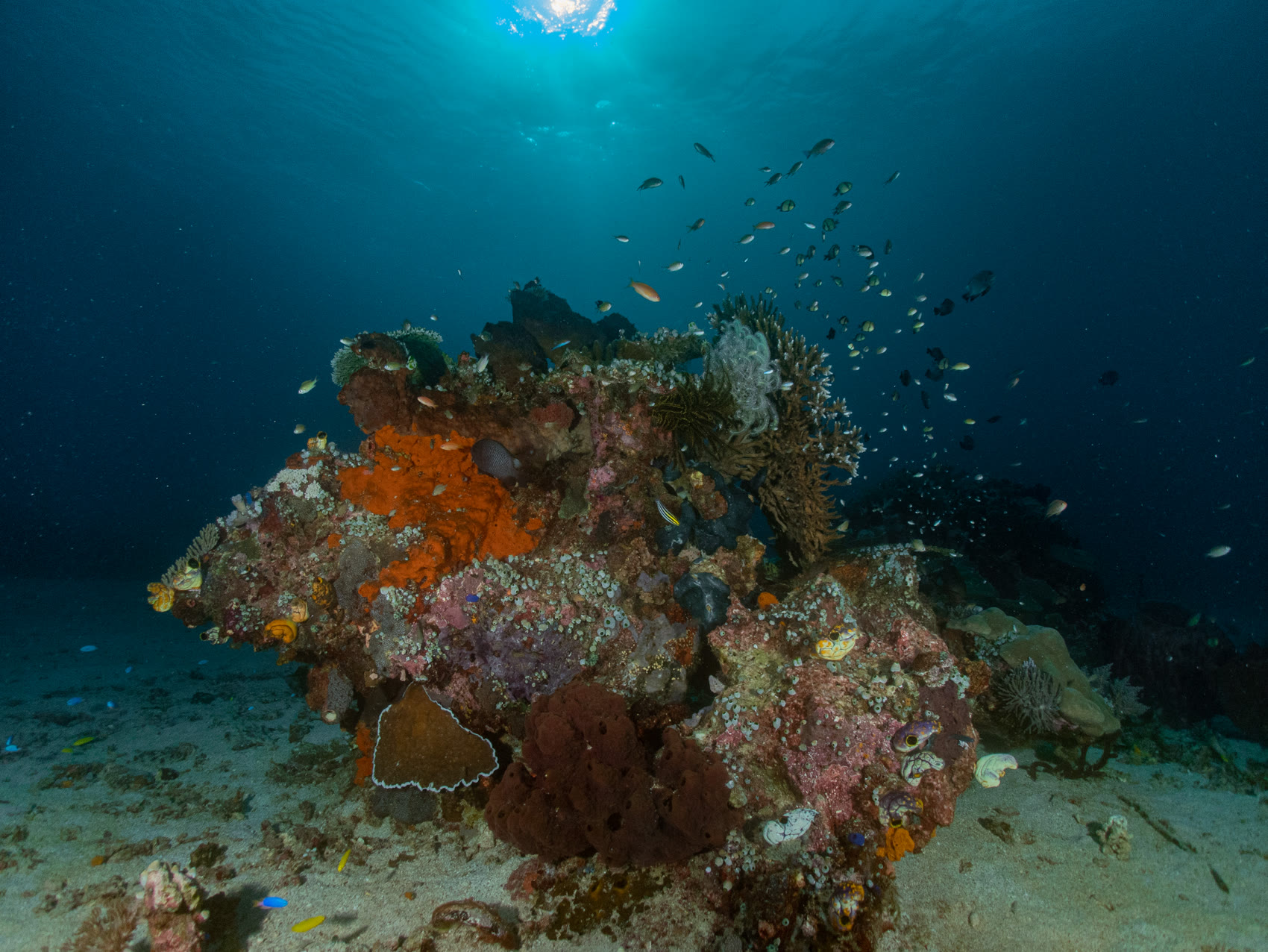 Colourful coral reef bursting with fish