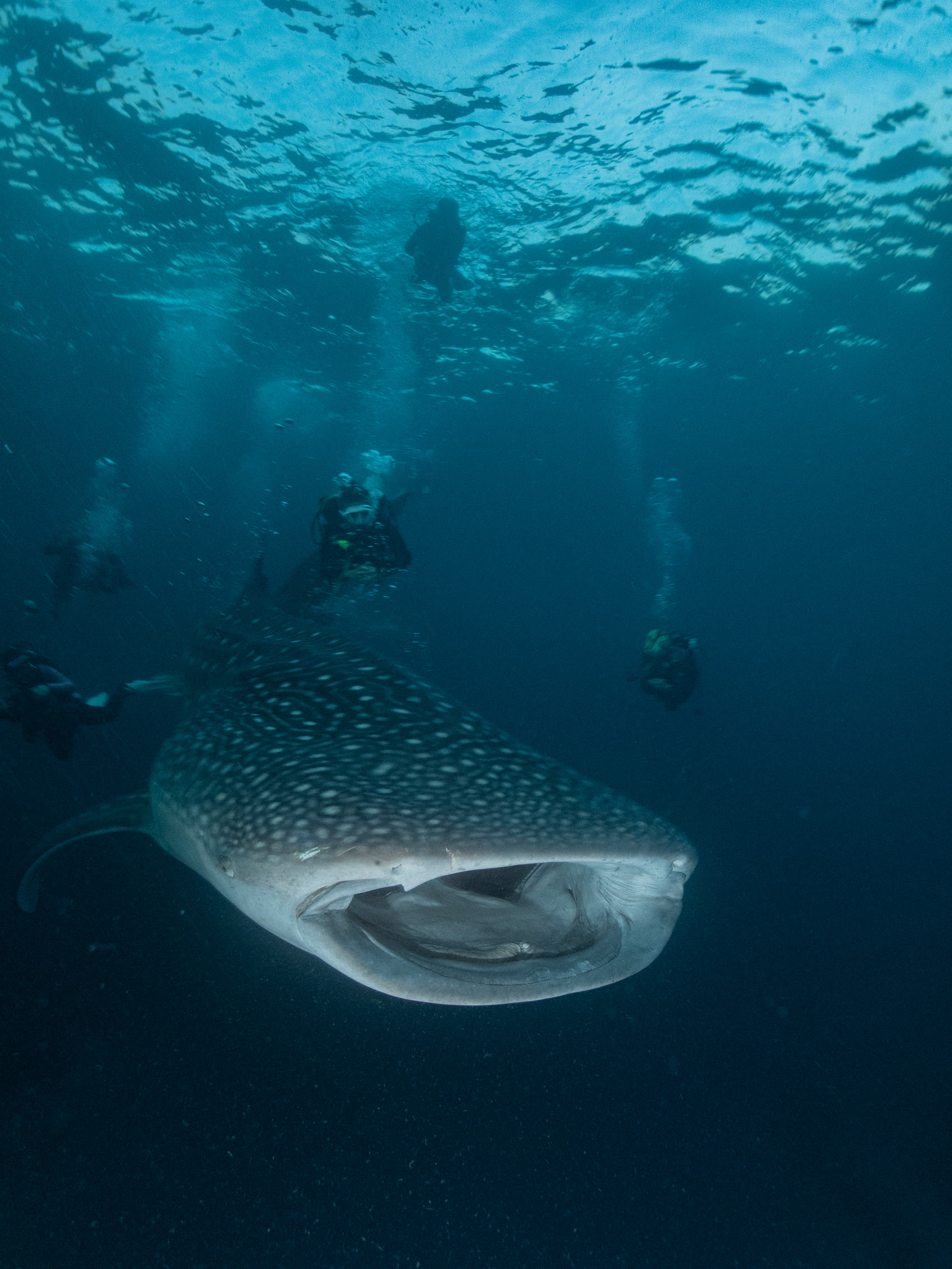 Whale shark up close with divers
