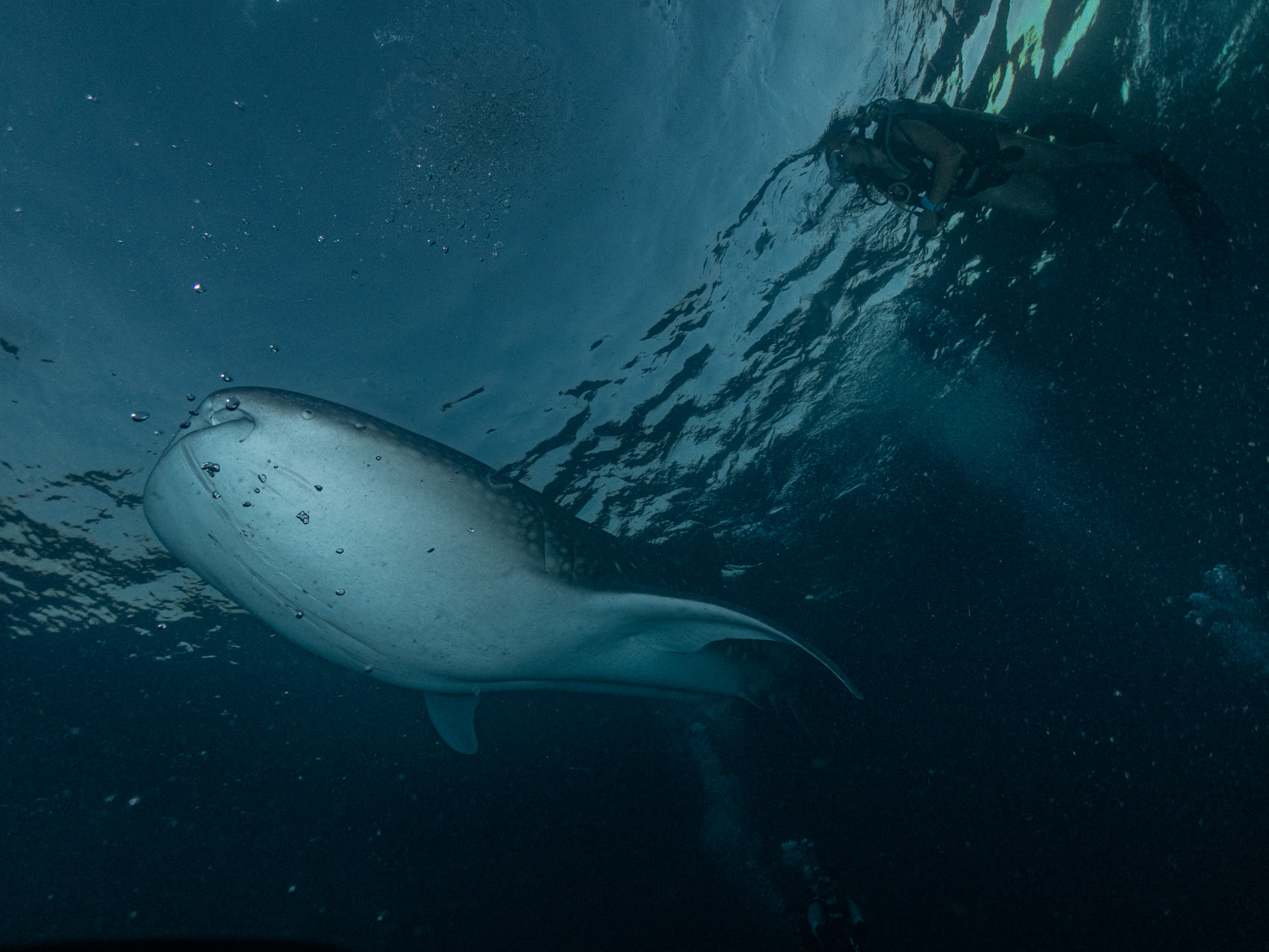 Whale shark seen from above with a diver
